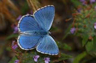 okgzl Gk Mavisi (Polyommatus bellargus)