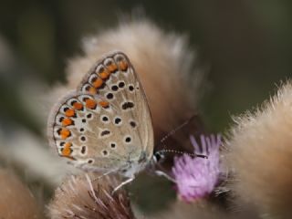 okgzl Mavi (Polyommatus icarus)