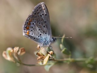 okgzl Mavi (Polyommatus icarus)