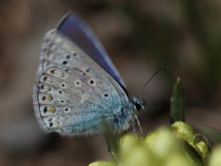 okgzl Mavi (Polyommatus icarus)