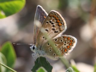 okgzl Mavi (Polyommatus icarus)