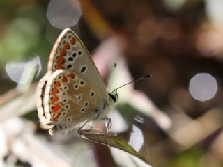 okgzl Esmer (Aricia agestis)