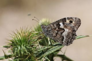 Gney Kzlmelei (Hipparchia senthes)