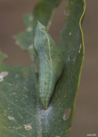 Mezopotamya Kolotisi (Colotis fausta)