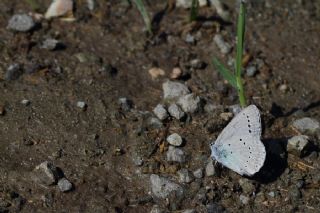 Çokgözlü Anadolu Mavisi (Aricia crassipunctus)