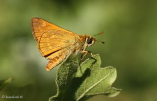 Orman Zıpzıpı (Ochlodes venatus)