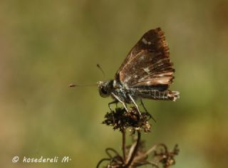 Hatmi Zpzp (Carcharodus alceae)