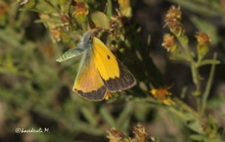 Sarı Azamet (Colias croceus)