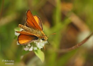 Sar Antenli Zpzp (Thymelicus sylvestris)