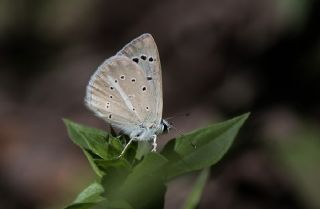 Tr almalar ([unknown genus] n/a)