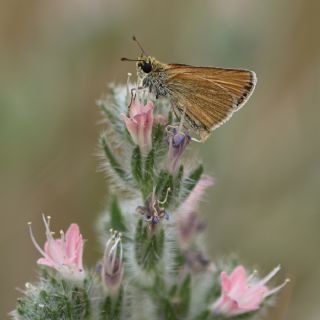 Siyah Antenli Zpzp (Thymelicus lineolus)