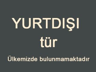 YURTDISI, Nadir Zıpzıpperisi (Coenonympha hero)