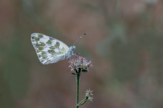 Yeni Beneklimelek&nbsp;(Pontia&nbsp;edusa)