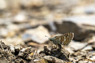 Sar� Bandl� Z�pz�p&nbsp;(Pyrgus&nbsp;sidae)