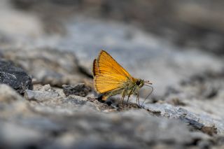 Sar� Antenli Z�pz�p&nbsp;(Thymelicus&nbsp;sylvestris)