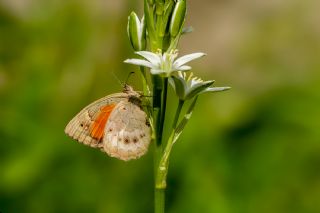 Kaya Esmeri&nbsp;(Kirinia&nbsp;clymene)
