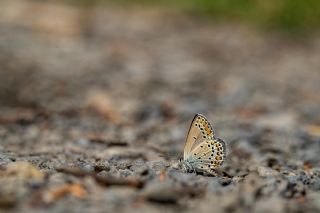 Do�ulu Esmerg�z&nbsp;(Plebejus&nbsp;carmon)