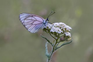 Al�� Beyaz�&nbsp;(Aporia&nbsp;crataegi)