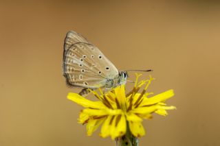 Anormal �okg�zl�&nbsp;(Polyommatus&nbsp;admetus)
