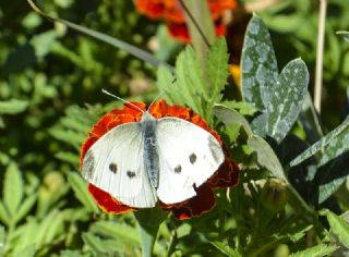K���k Beyazmelek&nbsp;(Pieris&nbsp;rapae)
