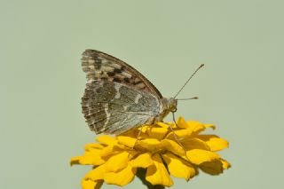 Bahad�r&nbsp;(Argynnis&nbsp;pandora)