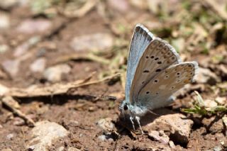 �okg�zl� Hakkari �illisi&nbsp;(Polyommatus&nbsp;dezinus)