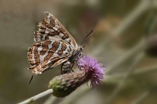 �eytanc�k&nbsp;(Cigaritis&nbsp;acamas)