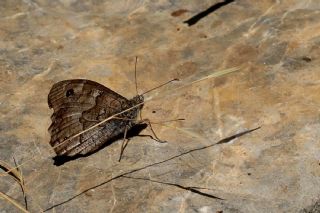Mersin K�z�lmele�i&nbsp;(Hipparchia&nbsp;mersina)