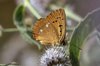 Orman Bak�r G�zeli&nbsp;(Lycaena&nbsp;virgaureae)
