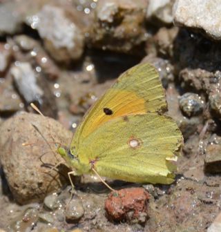 Anadolu Azameti&nbsp;(Colias&nbsp;aurorina)