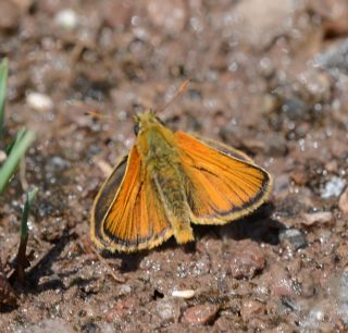 Sar� Antenli Z�pz�p&nbsp;(Thymelicus&nbsp;sylvestris)