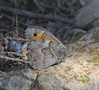 Mersin K�z�lmele�i&nbsp;(Hipparchia&nbsp;mersina)