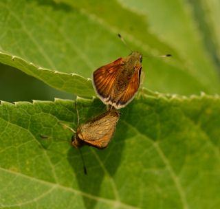 Orman Z�pz�p�&nbsp;(Ochlodes&nbsp;sylvanus)