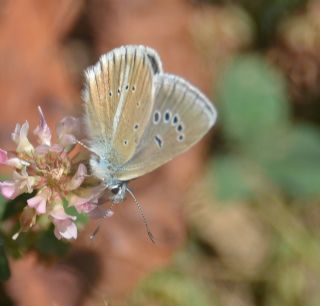�okg�zl� Damon Mavisi&nbsp;(Polyommatus&nbsp;damon)