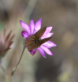 Erivan Anormal �okg�zl�s�&nbsp;(Polyommatus&nbsp;eriwanensis)