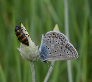 �okg�zl� G�m�� Mavi&nbsp;(Albulina&nbsp;loewii)