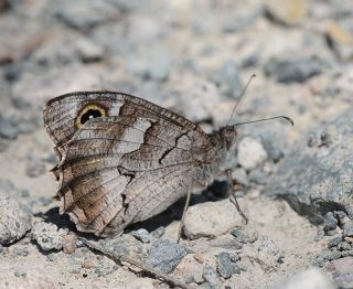Anadolu Karamele�i&nbsp;(Hipparchia&nbsp;fatua)