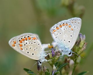 �okg�zl� Mavi&nbsp;(Polyommatus&nbsp;icarus)