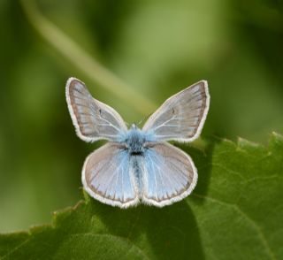 �okg�zl� Eros&nbsp;(Polyommatus&nbsp;eros)