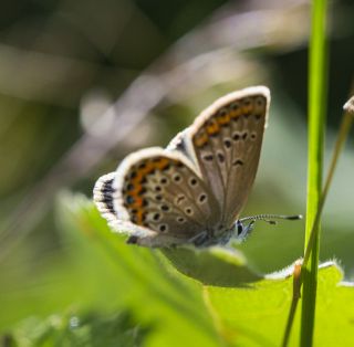 �das Mavisi, Esmerg�z&nbsp;(Plebejus&nbsp;idas)
