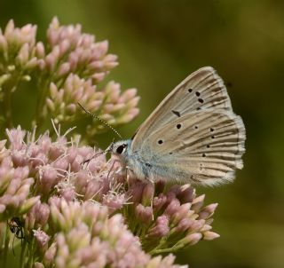 �okg�zl� Dafnis&nbsp;(Polyommatus&nbsp;daphnis)