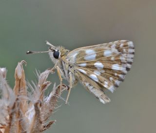K�z�l Z�pz�p&nbsp;(Spialia&nbsp;orbifer)