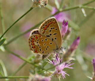 �okg�zl� Mavi&nbsp;(Polyommatus&nbsp;icarus)