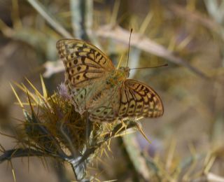 Bahad�r&nbsp;(Argynnis&nbsp;pandora)