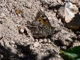 G�ney K�z�lmele�i&nbsp;(Hipparchia&nbsp;senthes)