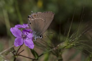 Mavi Benekli Sevbeni&nbsp;(Satyrium&nbsp;zabni)