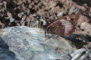 B�y�k Karamelek&nbsp;(Hipparchia&nbsp;syriaca)