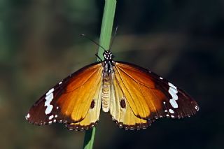 Sultan&nbsp;(Danaus&nbsp;chrysippus)