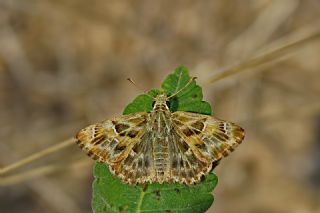 Hatmi Z�pz�p�&nbsp;(Carcharodus&nbsp;alceae)