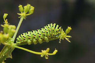 K�rlang��kuyruk&nbsp;(Papilio&nbsp;machaon)
